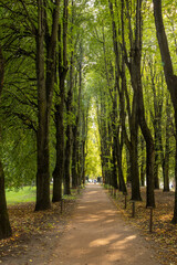  Tree alley with tall trunks and green foliage in park under daylight. Straight dirt path covered with fallen leaves.