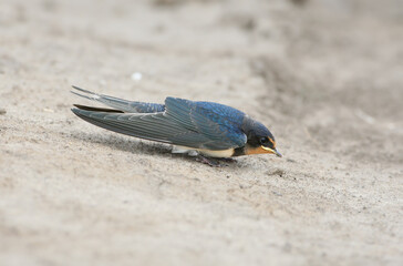 An adult barn swallow (Hirundo rustica) is photographed close-up on the sand collecting nesting material.