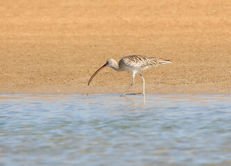 A close-up shot of a Eurasian curlew (Numenius arquata) on the sandy shore of a bay