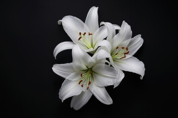 Black Background Featuring White Lilies