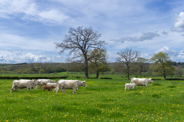 Charolais cattle grazing on a green pasture with trees in Saussey, France