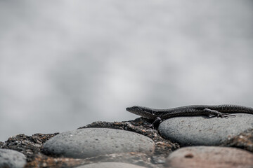 Closeup of a common lizard in rocks