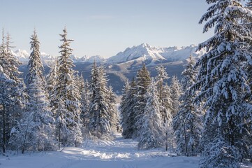 Fototapeta premium Strolling in a snow-covered woodland with distant peaks