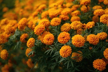 Bush of marigolds blooming abundantly, symbolizing national flowers of Ukraine