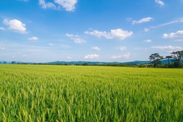 Golden wheat rolls scattered across the harvested farmland