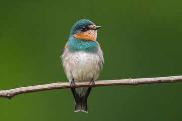 Obraz premium Close-up portrait of a Violet Green Swallow resting on a branch in spring, showcasing its eye and side profile