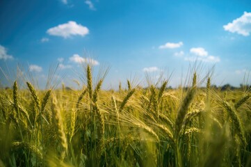 Golden crops under a clear azure sky