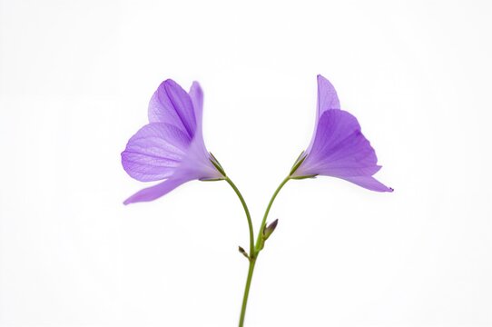 Two Wood Violet Blooms on a White Background with Selective Focus and Shallow Depth of Field