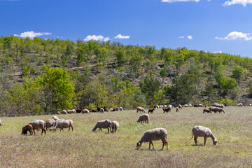 Sheep grazing on a sunny field in Montsalier France