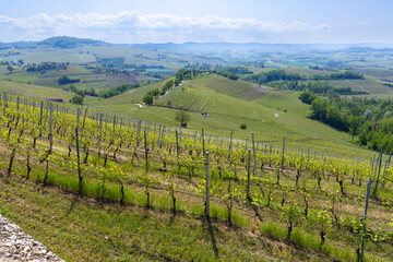 Obraz premium Piedmont Langhe hills with vineyards in Novello, Italy