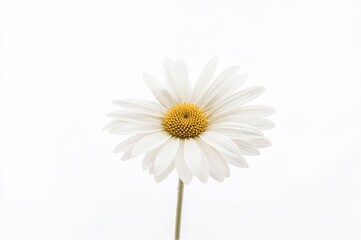Obraz premium Chamomile Daisy Blossom with White Petals on a Light Background