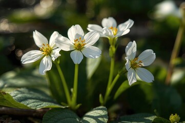 Springtime bloom of delicate primula flowers with white petals and stamens attracting bees for pollen in the garden.