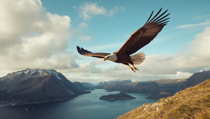 Naklejka premium Sea eagle with white tail soaring through the sky