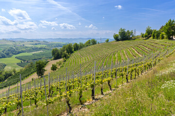Naklejka premium Dogliani vineyard producing wine grapes under summer sky