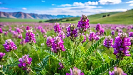 Obraz premium A Mongolian milkvetch plant with vibrant purple flowers and lush green foliage, growing in a natural meadow setting, mongolia