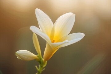 Fragrant White Flower from Tropical Regions