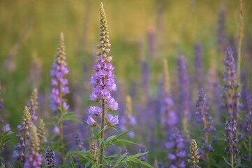 Obraz premium Echium vulgare plant, commonly known as viper's bugloss or blueweed