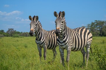 Fototapeta premium A pair of zebras in a grassy area