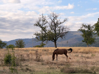 Exploring the area in the foothills of the Balkan mountains in Central Bulgaria - views from the autumn landscape in the region