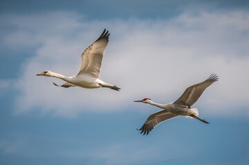 Fototapeta premium Swan and Crane Flying Against the Sky