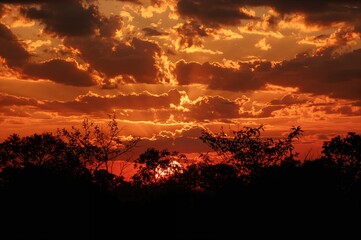 Bright sunset featuring wild outlines against a sky of orange and yellow hues