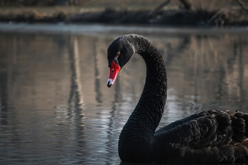 Obraz premium Close-up vertical photo of a dark swan near water