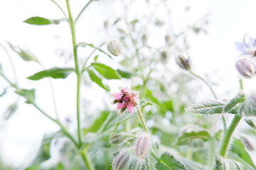 Pink borago flower on the background of the sky.