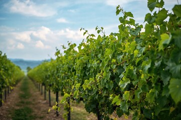 Green vines sprawling over the globe