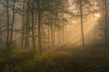 Obraz premium Sunlight piercing through morning mist in the trees
