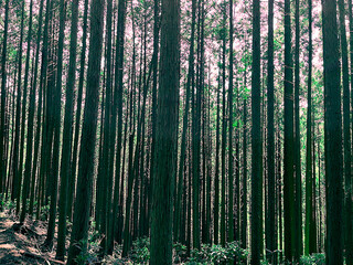 杉の木々が立ち並ぶ静かな日本の森林に広がる癒しの風景