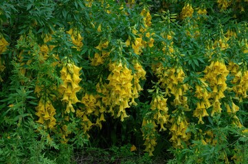 Bright Yellow Angel Trumpet Blossoms Flourish Among Verdant Leaves, Petals Flow Elegantly in the Wild Setting. A Gorgeous Exhibition of Plant Elegance