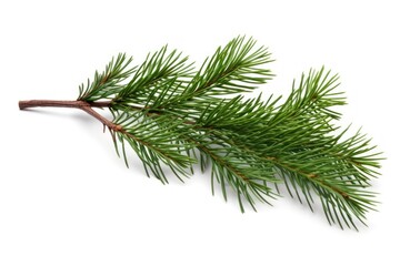 Pine Tree tree pine christmas.