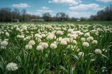 Fototapeta premium Abundant white chicken dung blossoms thriving on soccer pitches