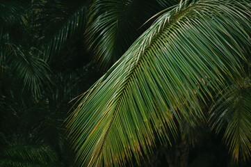 Fototapeta premium Lush green palm leaves creating a vibrant tropical backdrop