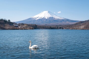 Stunning white swan glides on a serene lake with majestic mountain backdrop, renowned tranquil spot