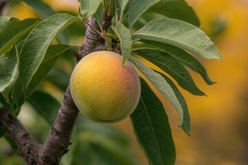 Immature peach hanging from a tree limb