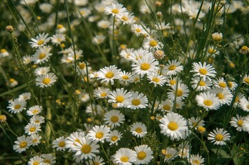 White chamomile flowers on a lush green grassy field. Concept related to gardening.