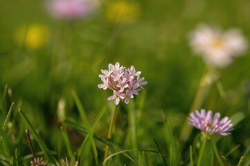 Extreme close-up of tiny white and pink blossoms