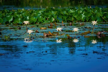Calm Blue Water Mirroring Water Lilies Amidst Expansive Green Lily Pads