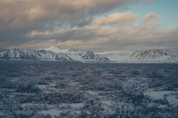 Vast snowy terrain in a chilly northern winter with sparse shrubs clinging to the frozen ground, surrounded by natural elements such as trees and sky