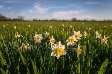 Fototapeta premium Yellow and white daffodils blooming in fresh spring grass