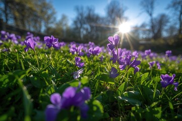 Obraz premium Viola grypoceras fully blossomed