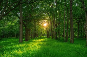 Fototapeta premium Deep within the woods, a vibrant scene of dense trees and rich grass forms a captivating green panorama illuminated by gentle sunlight.