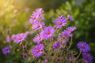 Obraz premium Bright violet aster blooms in a lush garden - festive summer theme - card artwork