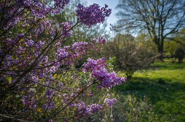 Branches of blooming lilacs in a backyard