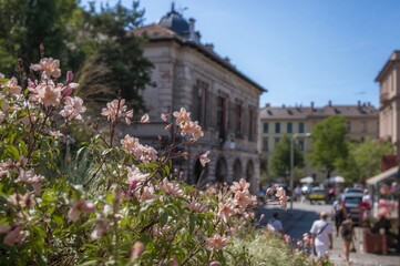 Fototapeta premium Cityscape featuring vibrant blossoms near historic architecture