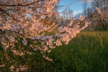 Delicate pale cherry flowers blooming in a field at twilight, a beautiful view
