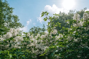 Fototapeta premium White blossoms flourish in lush greenery beneath the bright sun and clear sky