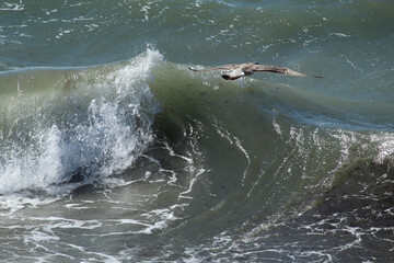 Obraz premium Welle, Vogel, Brandung