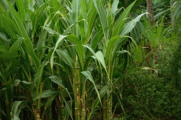 Obraz premium This sugarcane crop looks stunning